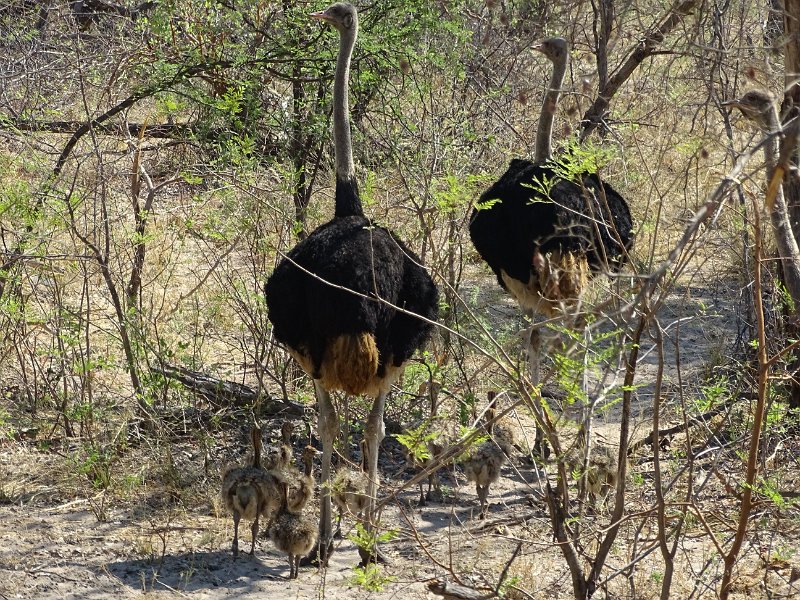 DSC07910.JPG - Struisvogels met jongen