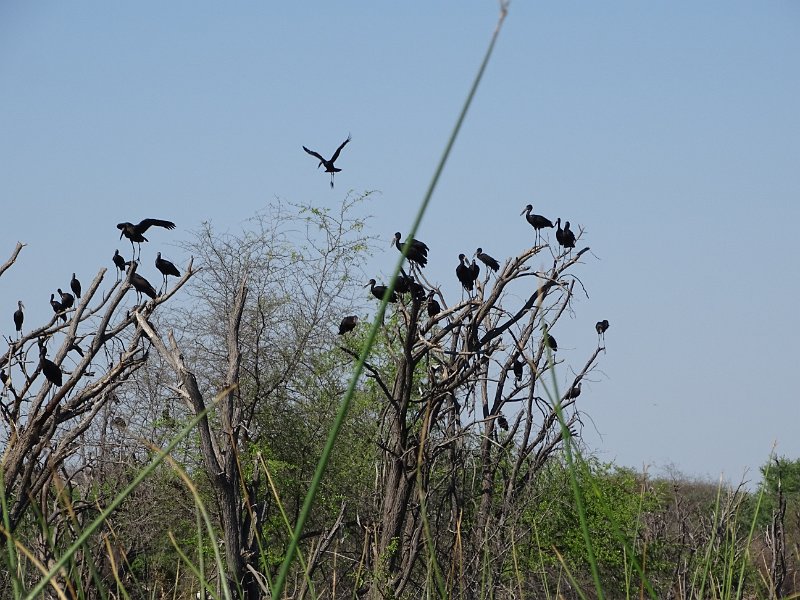 DSC07943.JPG - Zwarte ibis