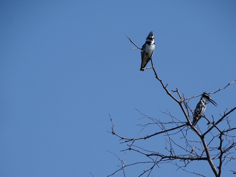 DSC08060.JPG - Bonte Ijsvogel