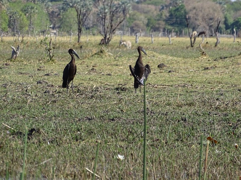 DSC08117.JPG - Zwarte ibis