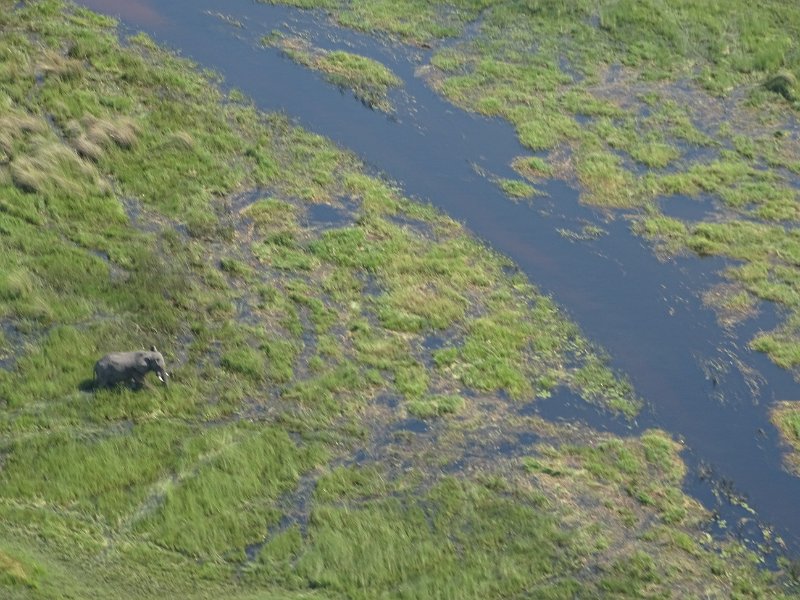 DSC08145.JPG - Okavangodelta