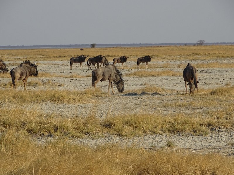 DSC08178.JPG - wildebeast