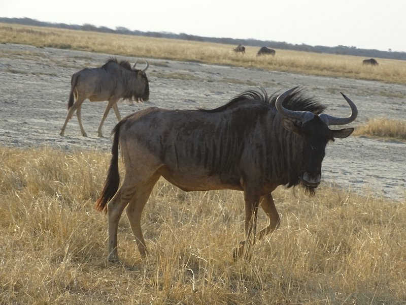DSC08189.JPG - wildebeast