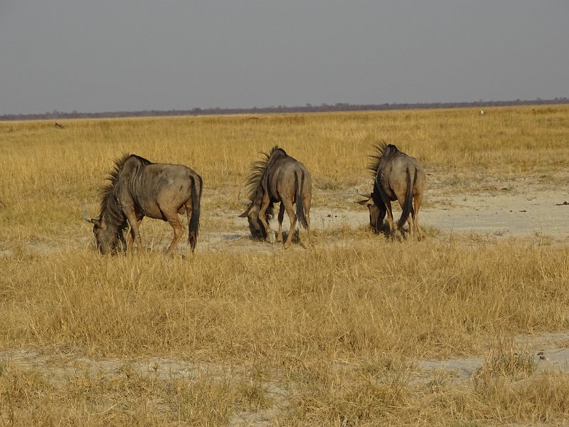 DSC08193.JPG - wildebeast