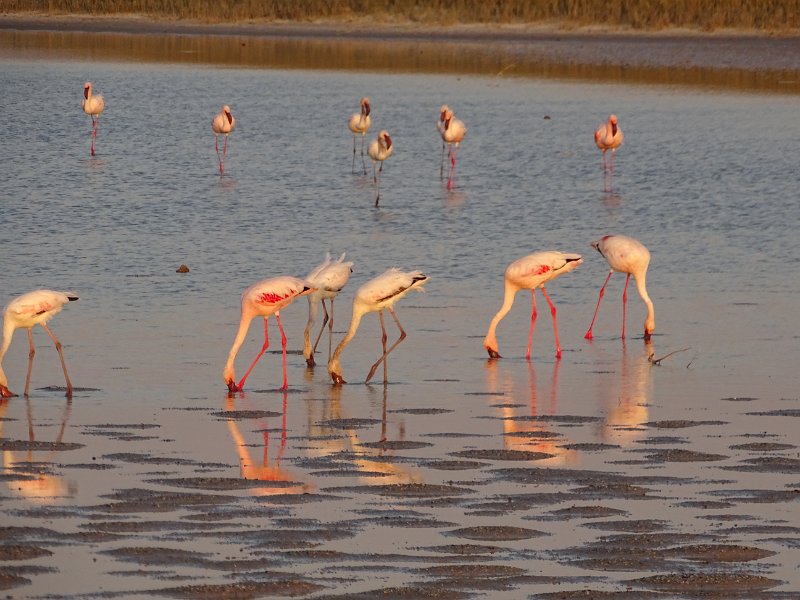 DSC08225.JPG - Flamingo