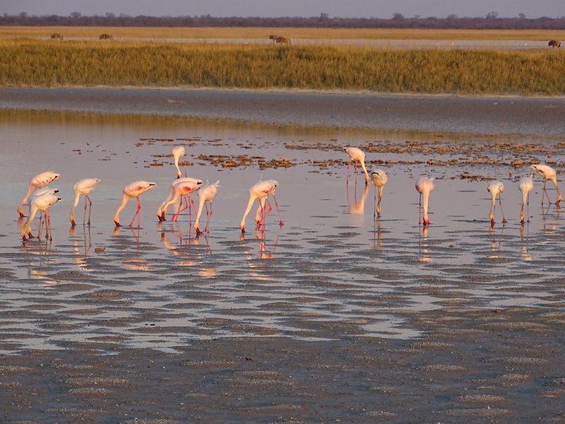 DSC08238.JPG - Flamingo
