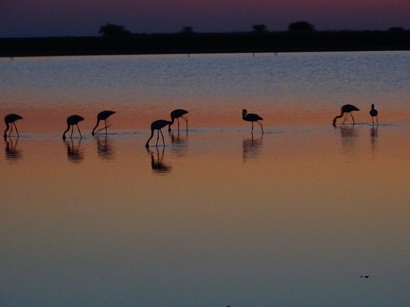 DSC08309.JPG - Flamingo