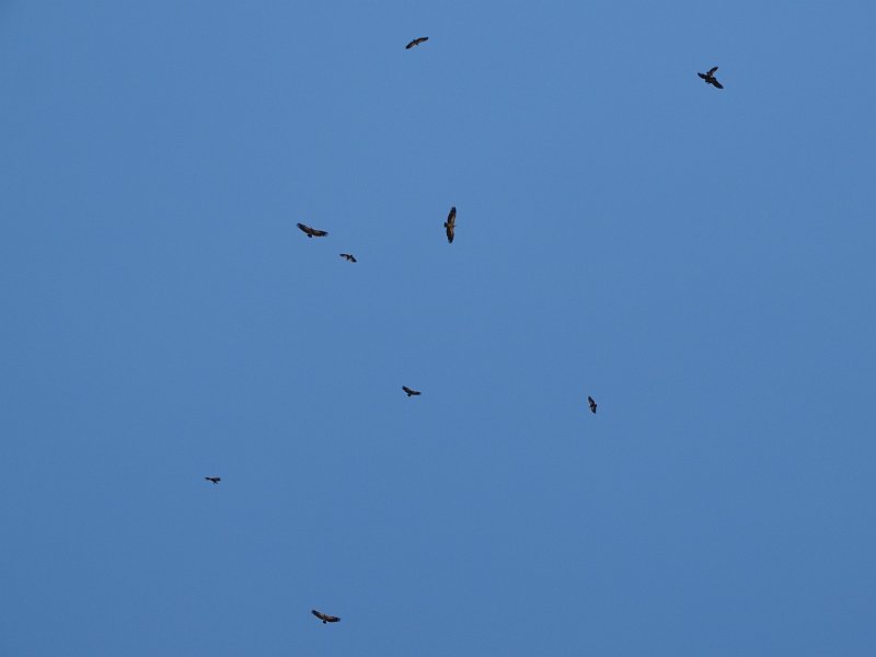 DSC08332.JPG