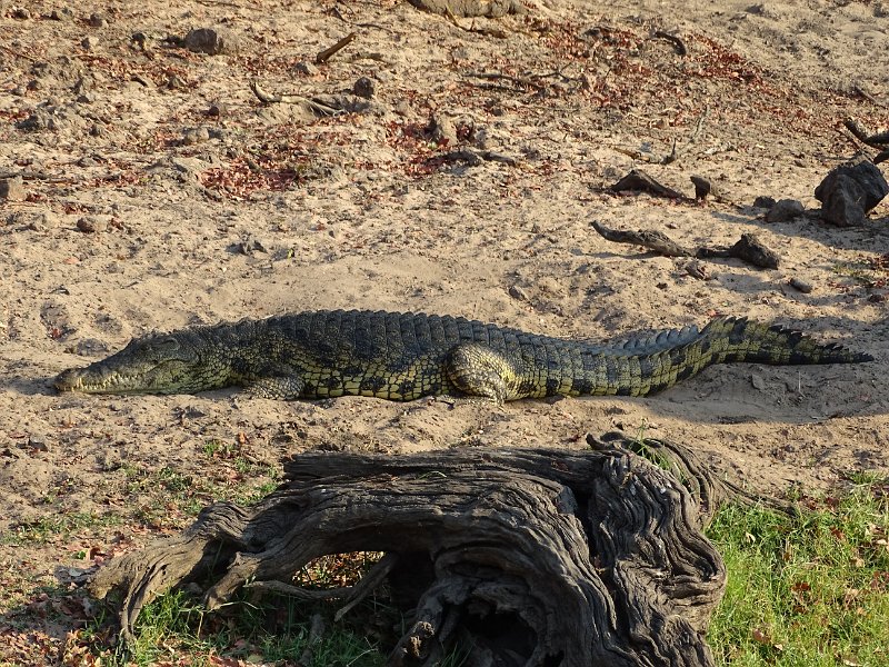 DSC08472.JPG - Krokodil
