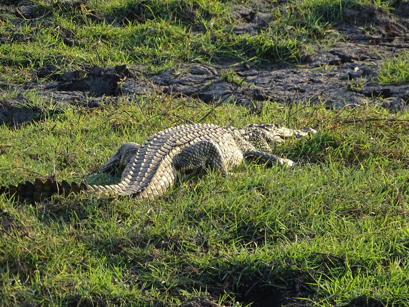 DSC08496.JPG - Krokodil