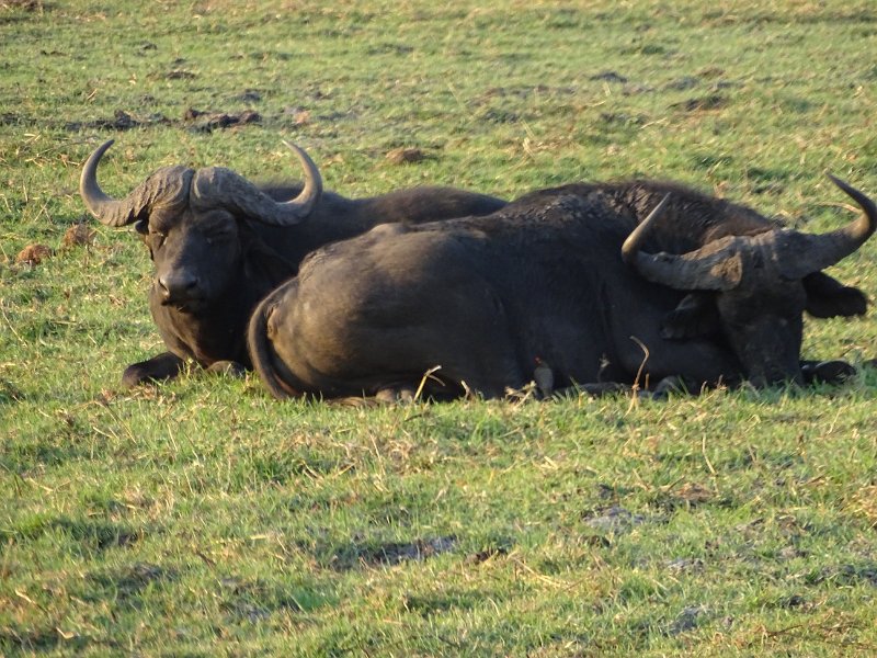 DSC08513.JPG - Buffel
