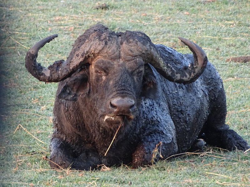 DSC08552.JPG - Buffel