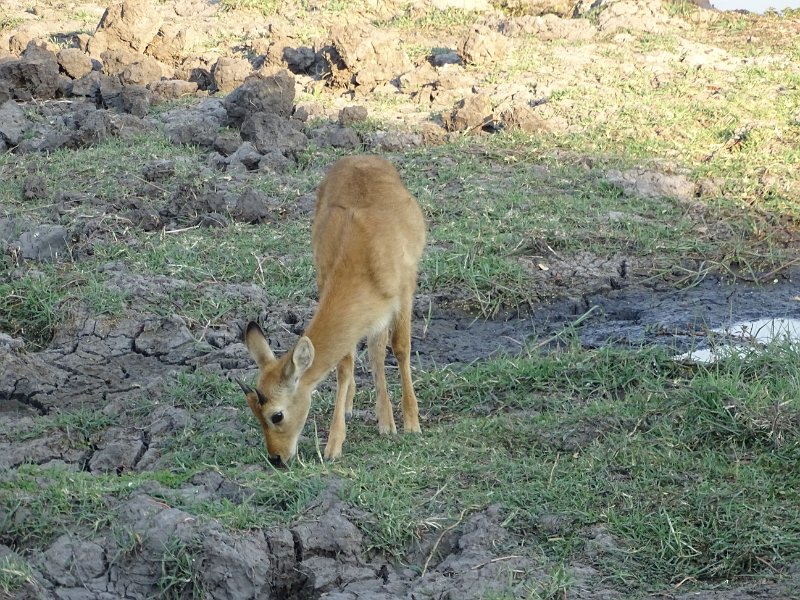 DSC08655.JPG - Duiker