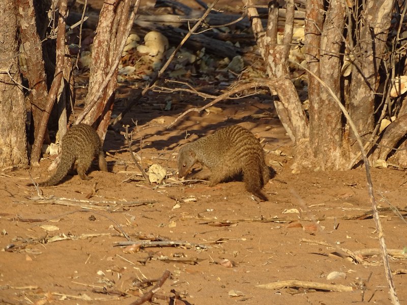 DSC08665.JPG - Zeebramangoeste