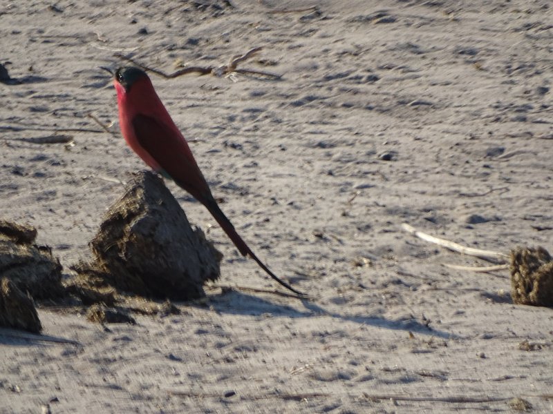 DSC08696.JPG - Carmine bee eaters