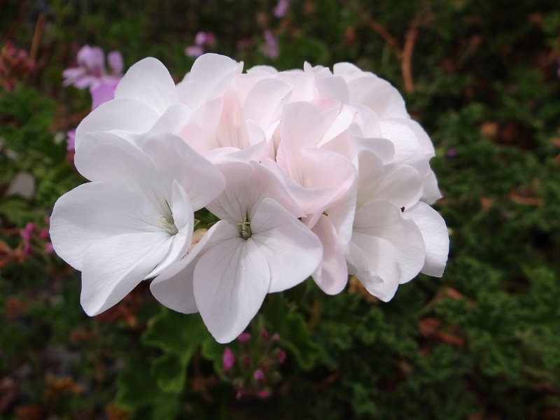 DSC04212.JPG