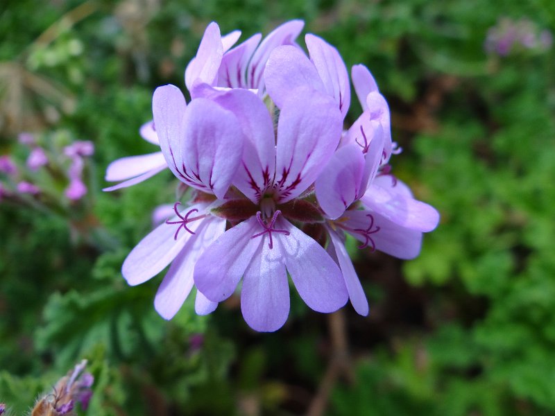 DSC04213.JPG