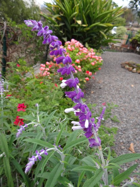 DSC04217.JPG