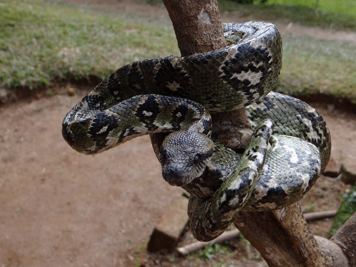 DSC00653.JPG - Boompython