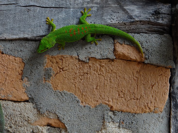 DSC00661.JPG - Groene gekko