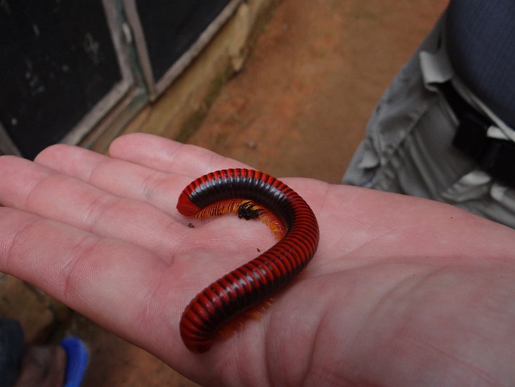 DSC00662.JPG - Red Millipede / rode duizendpoot