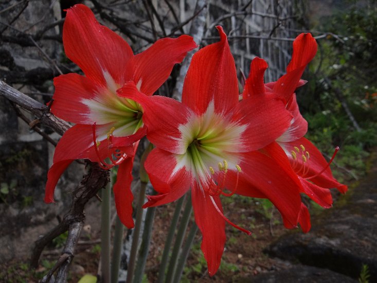 DSC00731.JPG - Amaryllis