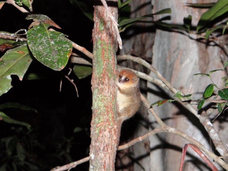 DSC00776.JPG - Muis lemur