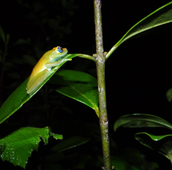 DSC00794a.jpg - boophis rappiodes kikker