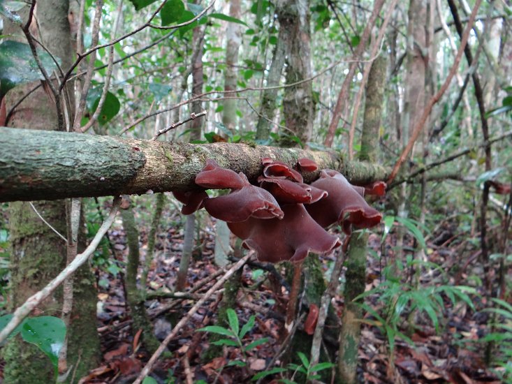 DSC00801.JPG - Analamazaotra reserve 