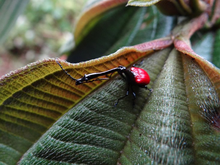 DSC00818.JPG - Giraffe necked weevil / Giraffekever