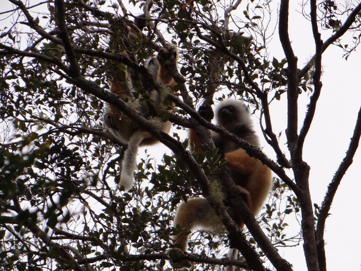 DSC00828.JPG - Sifaka