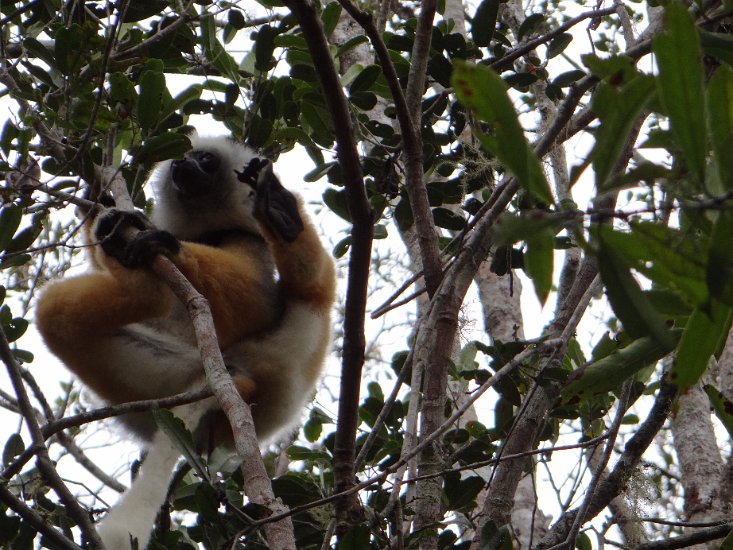 DSC00845.JPG - Sifaka