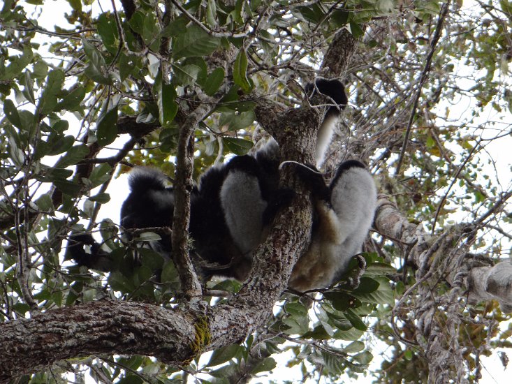 DSC00850.JPG - Indri