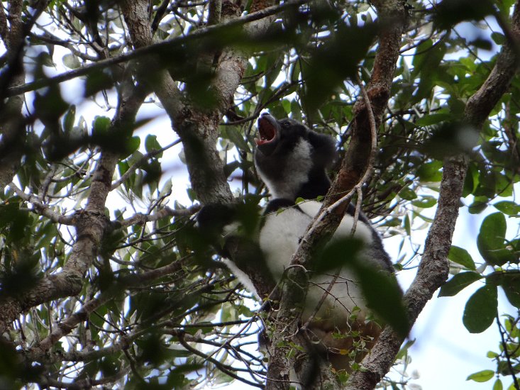 DSC00861.JPG - Indri