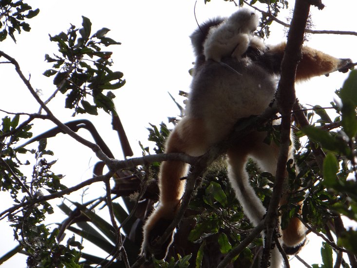 DSC00912.JPG - Sifaka met een jong op de rug