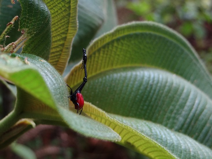 DSC00941.JPG - Giraffe necked weevil / Giraffekever