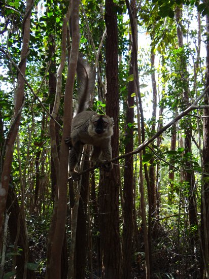 DSC00974.JPG - Lemur