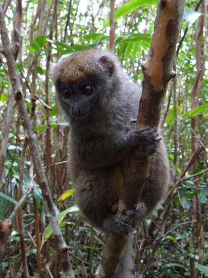 DSC01008.JPG - Bamboe lemur