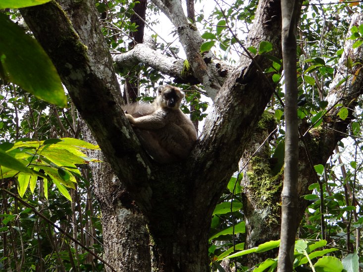 DSC01015.JPG - Bruine lemur
