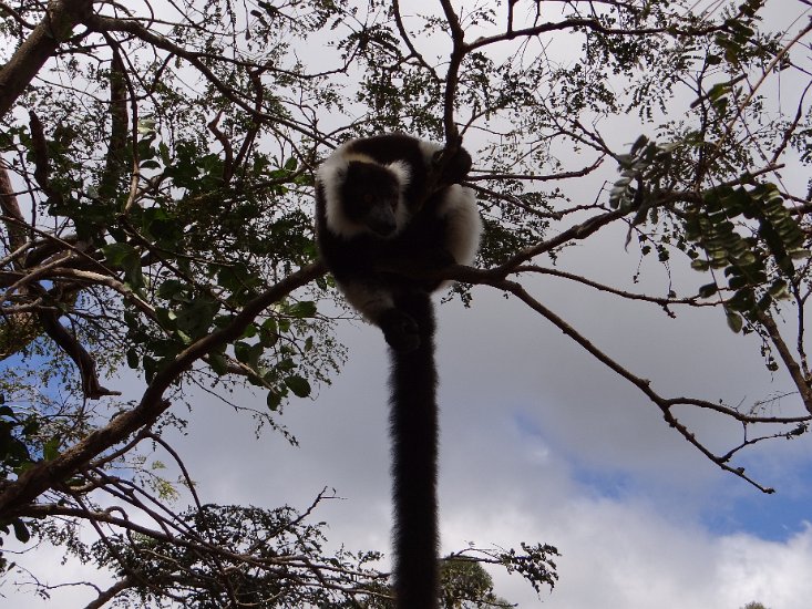 DSC01021.JPG - Lemur