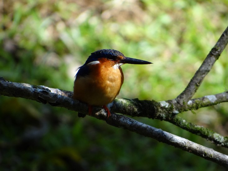 DSC01030.JPG - IJsvogelte