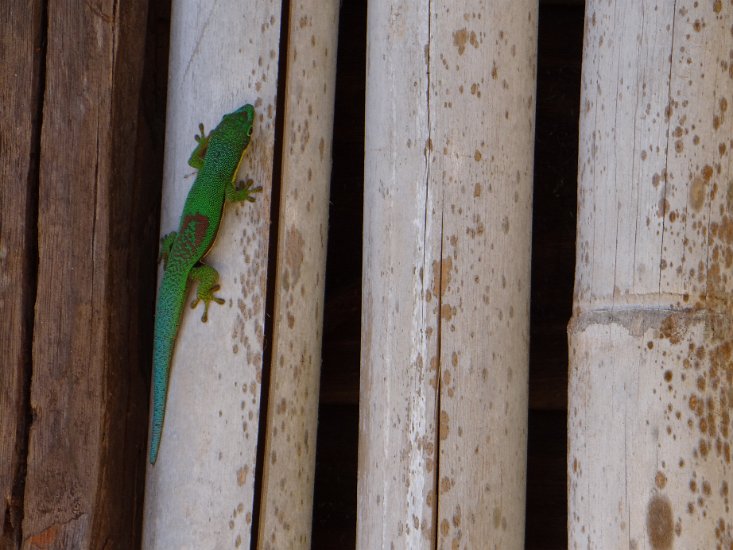 DSC01033.JPG - Gekko