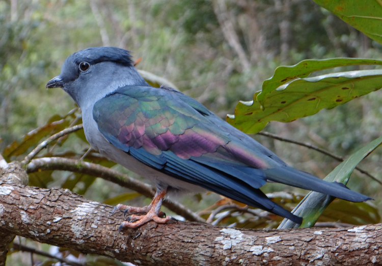 DSC01049a.jpg - Cuckoo Roller (Leptosomus discolor)