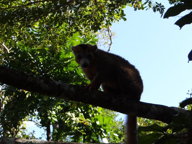 DSC01326.JPG - Lemur