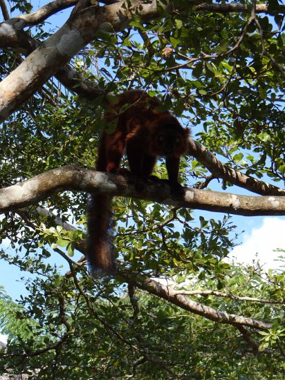 DSC01344.JPG - Bruine lemur