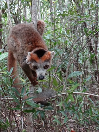 DSC01374.JPG - Lemur