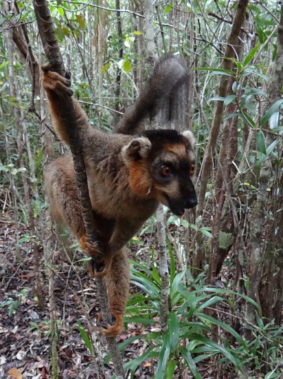 DSC01376.JPG - Lemur (Réserve Privée Palmarium, Canal des Pangalanes)