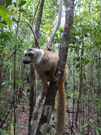 DSC01393.JPG - Lemur (Réserve Privée Palmarium, Canal des Pangalanes)