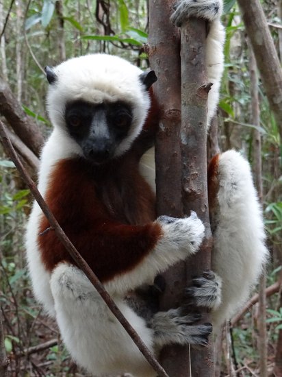 DSC01427.JPG - Sifaka (Réserve Privée Palmarium, Canal des Pangalanes)