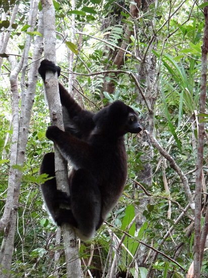 DSC01452.JPG - Indri Indri (Réserve Privée Palmarium, Canal des Pangalanes)